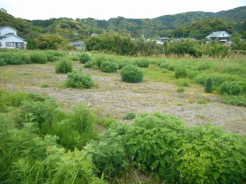 鹿児島県　霧島市　隼人町小浜　売土地　1594.77坪